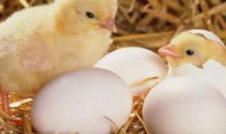 什么鸡蛋能孵出小鸡 种蛋能敷出小鸡