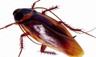 蟑螂的危害 主要有什么