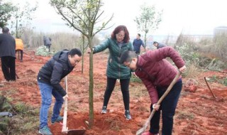 植树节种树要注意什么 你知道吗