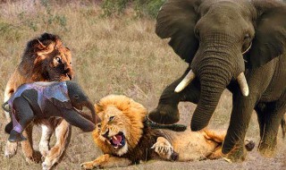 大象能吃狮子吗 大象是否能吃狮子