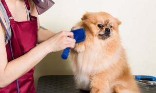 博美犬怀孕期间吃什么食物好 博美狗怀孕吃什么最营养