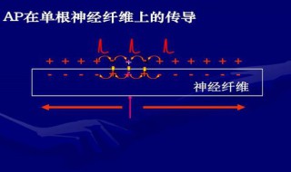 动作电位的产生为什么呈全或无现象（何为动作电位全或无的现象）