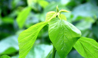 桑叶茶的功效与作用 桑叶茶的功效与作用主要治什么病