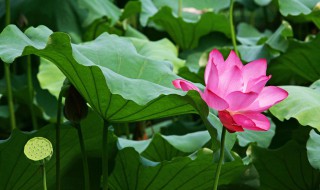 三年级下册荷花是按什么顺序写的 三年级下册荷花是按照什么顺序写的