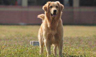 金毛犬吃什么食物最好 金毛犬吃什么食物最好最省钱