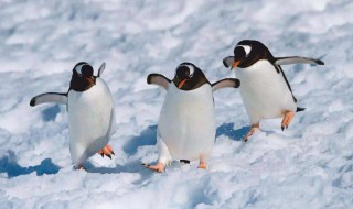 企鹅生活在哪里北极还是南极 请问企鹅生活在南极还是北极