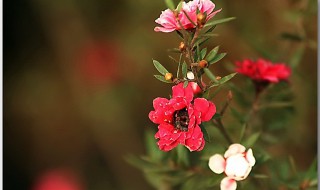 松红梅一年开几次花 重瓣松红梅一年开几次花