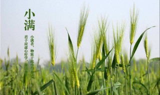 小满节气食物（小满节气食物图片）