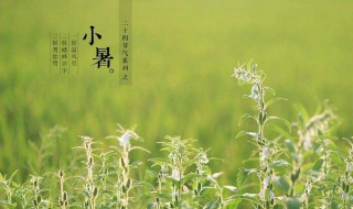 小暑是什么季节（小暑是什么季节的节气）