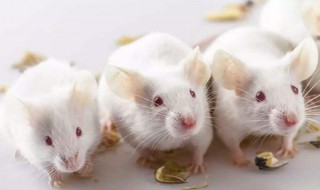 小白鼠死亡实验 小白鼠实验完为什么要处死