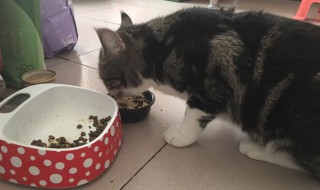 猫饭鸡胸肉做法 鸡胸肉猫饭的做法