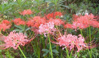 彼岸花怎么种植 彼岸花怎么种植呀?