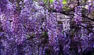 紫藤花怎么种植 紫藤花怎么种植多少钱