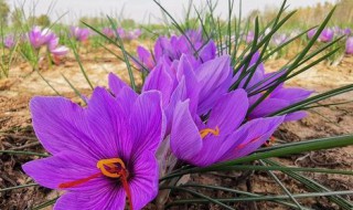 藏红花怎么种植 藏红花种植方法与时间