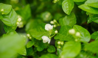 茉莉花可以剪枝吗 茉莉花可以剪枝吗怎么剪