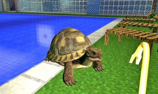 我的世界海龟怎么繁殖 我的世界海龟怎么繁殖不了