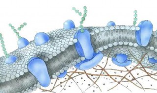 欧文顿提取了细胞膜并证明了膜是由脂质组成 欧文顿提出膜是由什么组成的