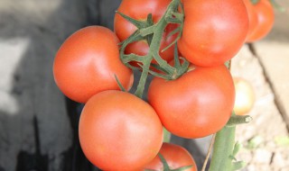 北方种植番茄面积大吗 北方种植番茄面积