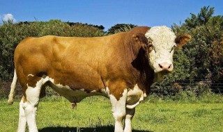 紫红花西门塔尔牛是几代牛 紫红花西门塔尔种牛