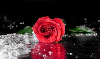 梦到玫瑰是什么征兆 梦到玫瑰是什么征兆女性