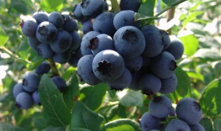 北方可以种植蓝莓吗 北方可以种植蓝莓吗?