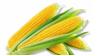 甘肃种植玉米的优势 甘肃种植玉米的优势条件