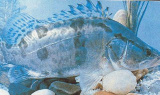 桂花鱼生长周期 桂花鱼的生长周期