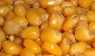 玉米窝料能放多久 初春玉米窝料发酵多长时间为好