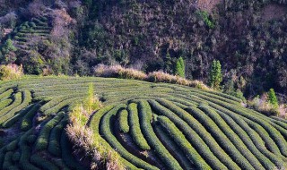 隆林地区茶叶种植的有利自然条件 云南种植茶树的有利条件