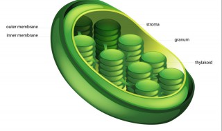 高尔基体线粒体叶绿体的共同特点（高尔基体线粒体叶绿体的膜结构中都含有蛋白质）