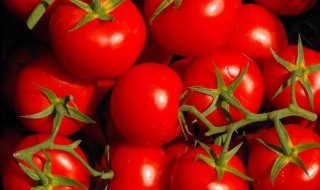 吃西红柿能减肥 吃西红柿能减肥不