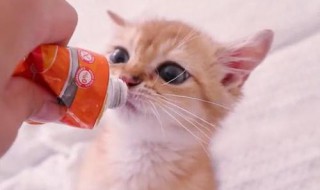 猫营养膏怎么喂 猫营养膏怎么喂