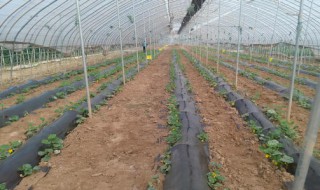 草莓喜欢酸性土壤还是碱性土壤 草莓喜欢酸性土壤吗