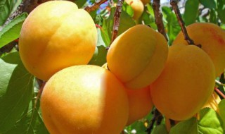 杏子的功效与作用及食用方法 杏子的功效与作用
