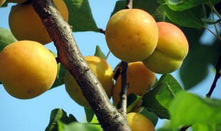 杏子树怎么繁殖 杏子树怎么繁殖的