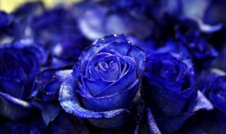 蓝玫瑰的含义花语 蓝玫瑰的含义