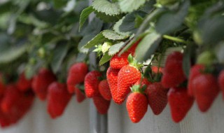 草莓的种植方法 草莓种植方法