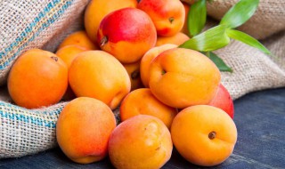 食用杏子的禁忌有哪些 吃杏子的好处与禁忌