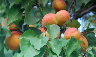 杏子树怎么育苗 杏子树育苗能重茬几年