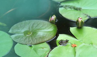 水芙蓉的叶子能吃吗（水芙蓉的叶子能吃吗有毒吗）