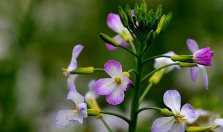 萝卜几月份开花 萝卜花什么时候开