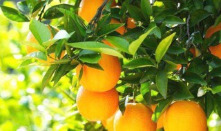 冰糖橙和脐橙有什么区别 冰糖橙子和脐橙的区别