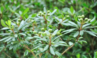 有多少种植物叫七里香 七里香是常绿植物吗