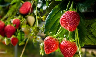 草莓苗一亩地栽多少棵 草莓苗一亩地种多少棵