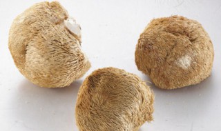猴头菇粉如何吃 猴头菌菇粉怎么吃
