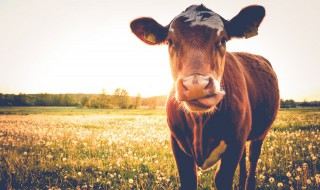 关于乡间春天放牛的诗句 关于春天牛耕种的诗词