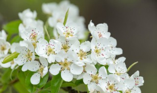 梨花是什么季节开的花（梨花是什么季节开的呢）