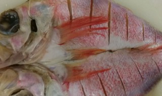 红石斑鱼的做法 清蒸红石斑鱼的做法
