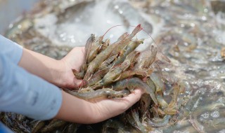 海白虾怎么做好吃又简单 海白虾怎么做好吃