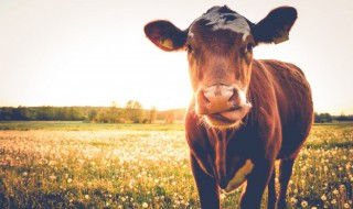 梦见老牛是什么意思有什么预兆 梦见老牛是什么意思